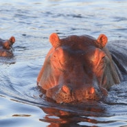 [보츠와나-04]오버랜드투어 17일차 Chobe 국립공원 (2011.5.30)