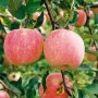 사과직거래-사과,사과가격