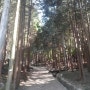 장성 홍길동 우드랜드-편백나무숲