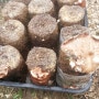대박! 표고버섯이 자랐어요오오오!!!(표고버섯키우기,표고배지,표고버섯배지,작두콩,작두콩심기)