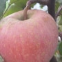 유기농으로 재배하는 [사과나무,감나무,채소텃밭] 올해도풍년이에요~~