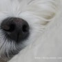 20141009 '우리 강아지 엘우즈의 콧구멍은 참 작아요