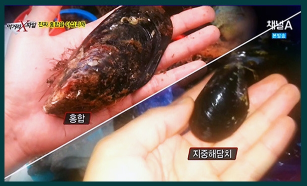 홍합으로 알고 먹었던 지중해담치 : 네이버 블로그