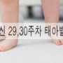 임신 29,30주차 태아발달