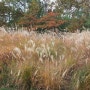 [가을단풍구경] 보라매공원 단풍구경산책