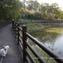 20141017 '포천 고모리저수지에서 산책하는 강아지 엘우즈