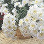 소요산 국화축제,국화전시회에가서..국화꽃예뻐요