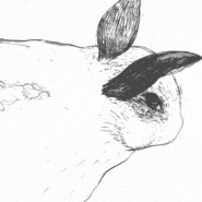 part2_rabbit
