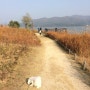 20141025 '팔당 봉주르 & 다산지구공원에 간 강아지 엘우즈