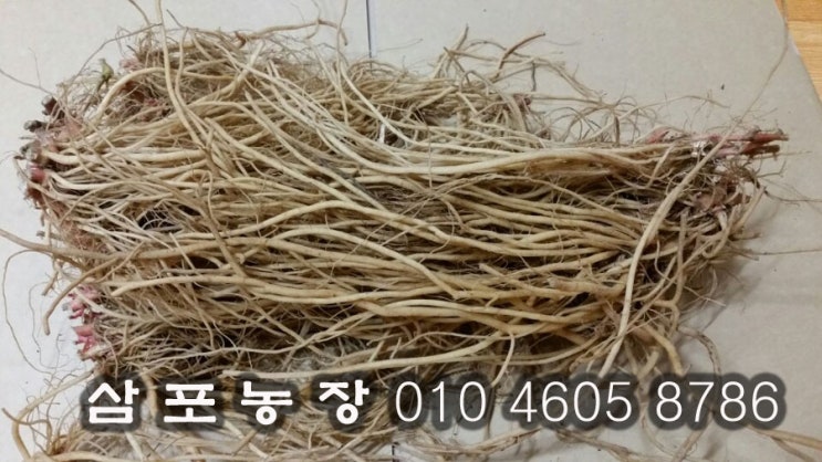 우슬초, 우술뿌리 효능 : 네이버 블로그