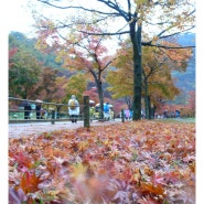 내장산 단풍산행~