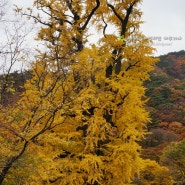 가을단풍 나들이 ☆ 양평 용문사 은행나무 ☆