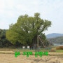[천연기념물 제64호] 울주 구량리 은행나무 (蔚州 九良里 은행나무)