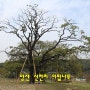 [천연기념물 제234호] 양산 신전리 이팝나무 (梁山 新田里 이팝나무)