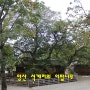 [천연기념물 제186호-해제] 양산 석계리의 이팝나무 (梁山 石溪里의 이팝나무)