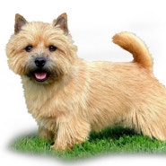 노르위치 테리어 Norwich Terrier