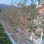 [소중한쌀한톨]가을 사과 수확!!!ㅋ