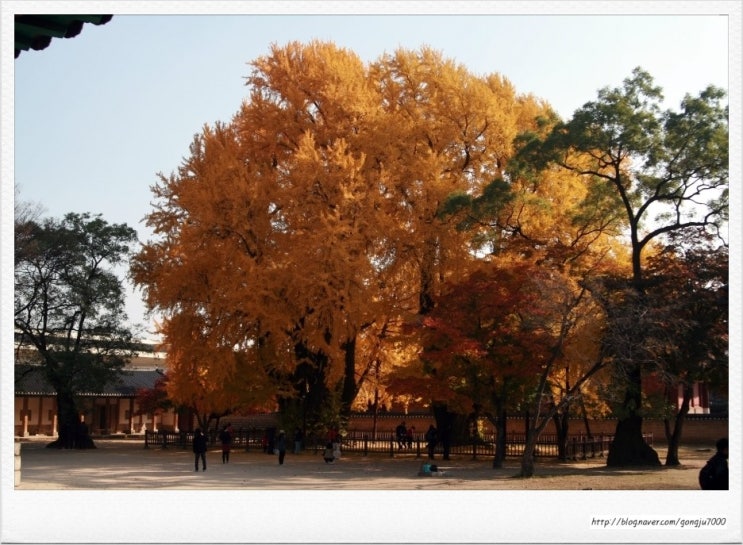 가을에는 서울 문묘(성균관)에 있는  은행나무를 봐야죠 ^^