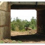 케냐의 코끼리를 위한 터널