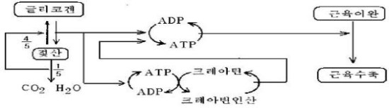 ATP-PC 시스템 이란??. : 네이버 블로그