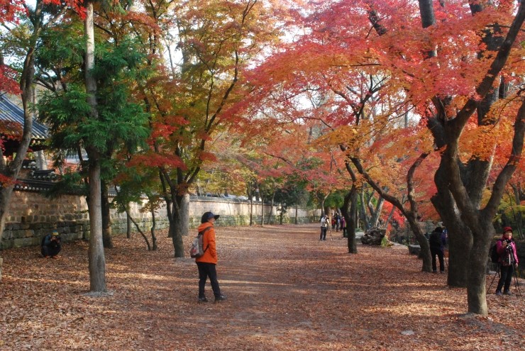 [전북 고창 선운사] 도솔산 선운사 도솔천을 붉게 물들인 선운사 단풍 ... 선운산 선운사 꽃무릇(상사화)으로도 유명한 곳 ...