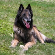 벨지안 쉽도그 터뷰렌 Belgian Sheepdog Tervuren