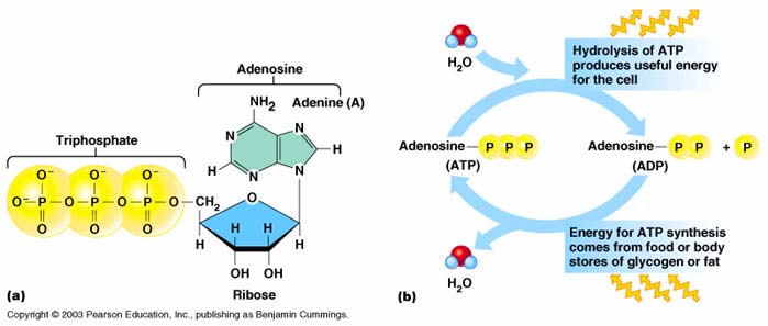 아데노신 3인산 ATP adenosine triphosphate : 네이버 블로그