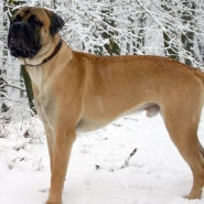 불 마스티프 Bullmastiff