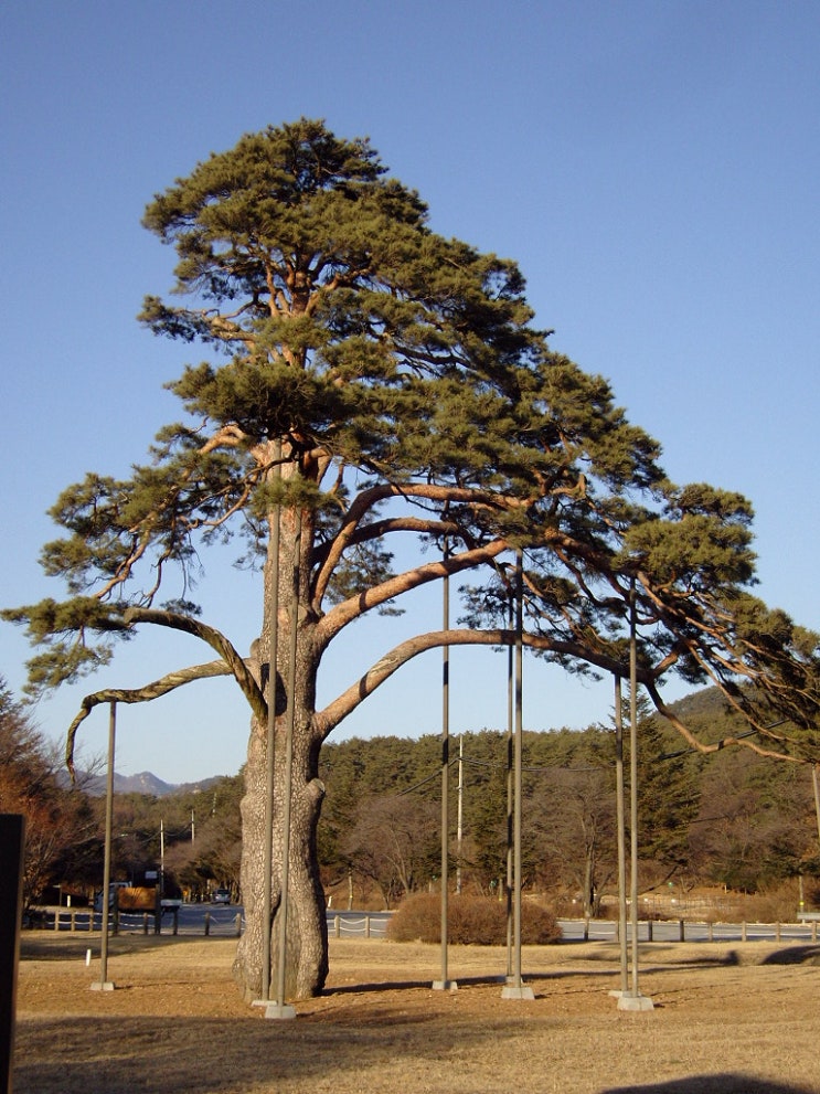 우리나라 소나무 (적송)의 기원, 분포, 종류 : 네이버 블로그