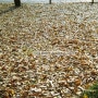 autumn leaves│Kodak Fun Saver