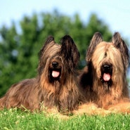 브리아드 Briard