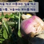 [korea1]강화도 주빈 순무농장!! - OBS 23일 10시50분 방송예정