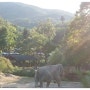 서울 대공원 동물사진 # 6 코끼리