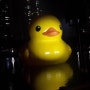 러버덕 프로젝트 : RUBBER DUCK PROJECT