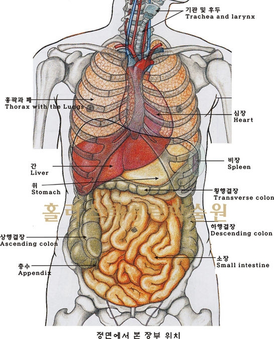 간의 구조와 기능, 역할 : 네이버 블로그