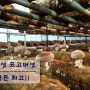 [korea1]일산에 위치한 표고버섯 농가를 방문해 보았습니다.