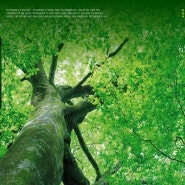 메시지 하나하나가 모여 나무가 되고 또한 실제 나무도 심는 Ecotonoha 프로젝트