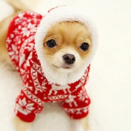 [유니크애견의류/아루루펫샵] 직수입 강아지 옷, 겨울이라면 하나쯤- 돋보이는 레드색상 눈꽃사슴 후드스웨터.