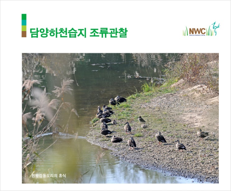 조류 관찰 이미지