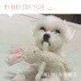 [강아지 장난감]모찌의 인형사랑