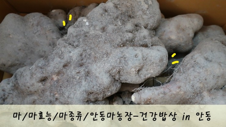 마/마효능/마먹는방법/마종류/참마/마재배/둥근마/안동마농장-건강밥상 in 안동 : 네이버 블로그