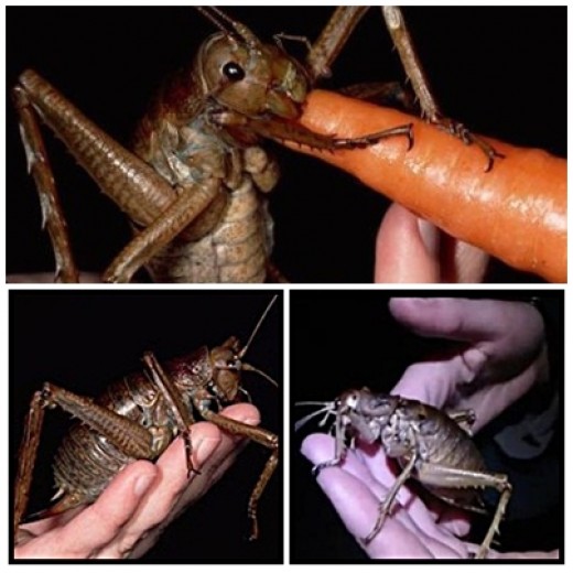 뉴질랜드의 상징곤충. 웨타(Weta) : 네이버 블로그