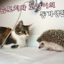 고슴도치 키우기 - 고슴도치와 고양이의 동거생활~