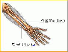 요골(橈骨)과 척골(尺骨) - 해부학과 무술 #1 : 네이버 블로그