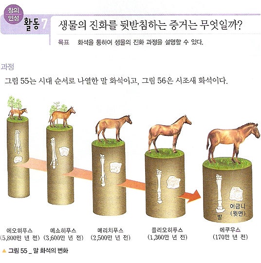 진화론의 거짓말! 말의 진화 화석은 없었다. : 네이버 블로그