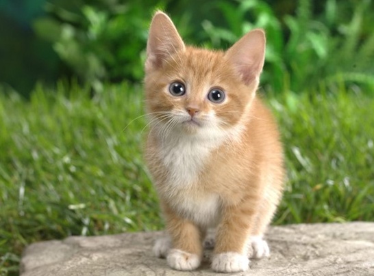 아주 귀여운 새끼 고양이 사진