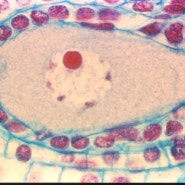 동물세포의 감수분열 과정(사진)