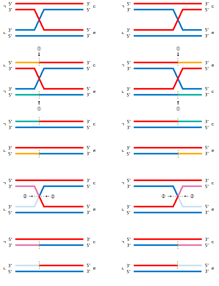 [옮김] Homologous Recombination : 네이버 블로그 Biology Diagrams