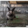 [요청사진]토끼농장-드워프.세이블포인트 성토