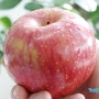 <투데이팜>오늘은 사과를 먹자! 우리몸에 금이되는 사과의 효능과 사과 감별법~